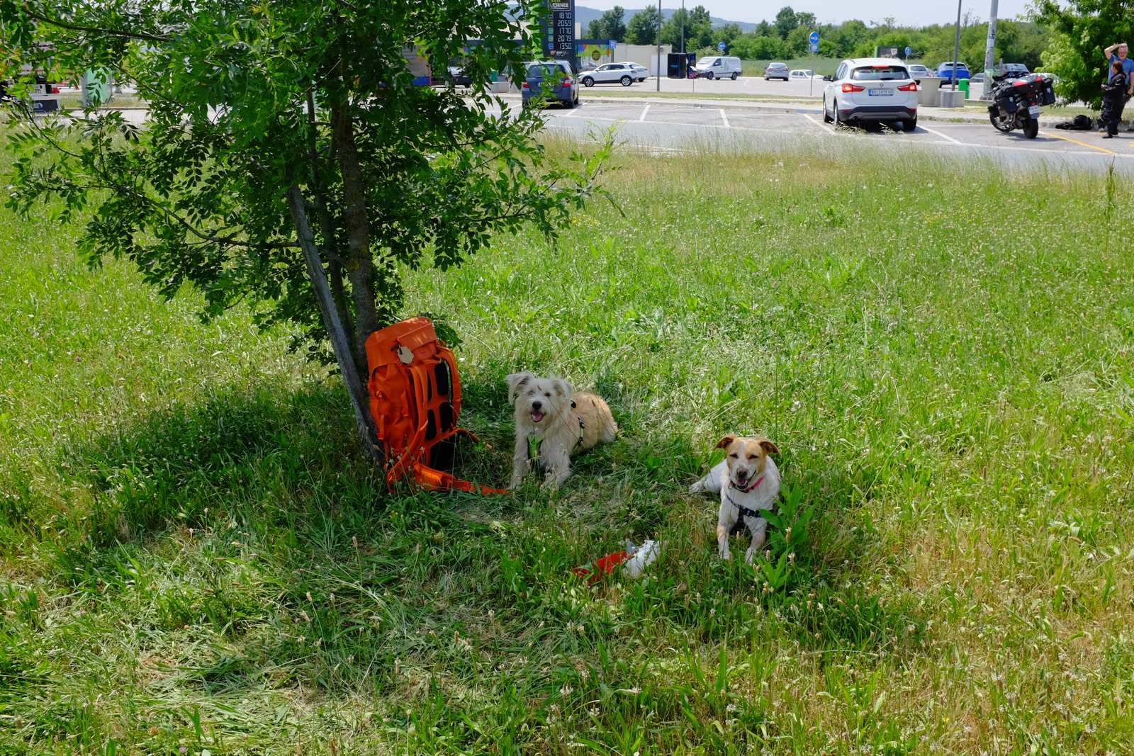 The man with the two dogs