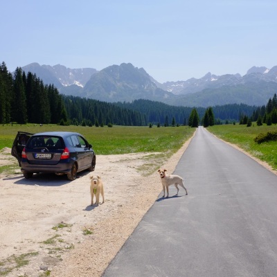 The man with the two dogs