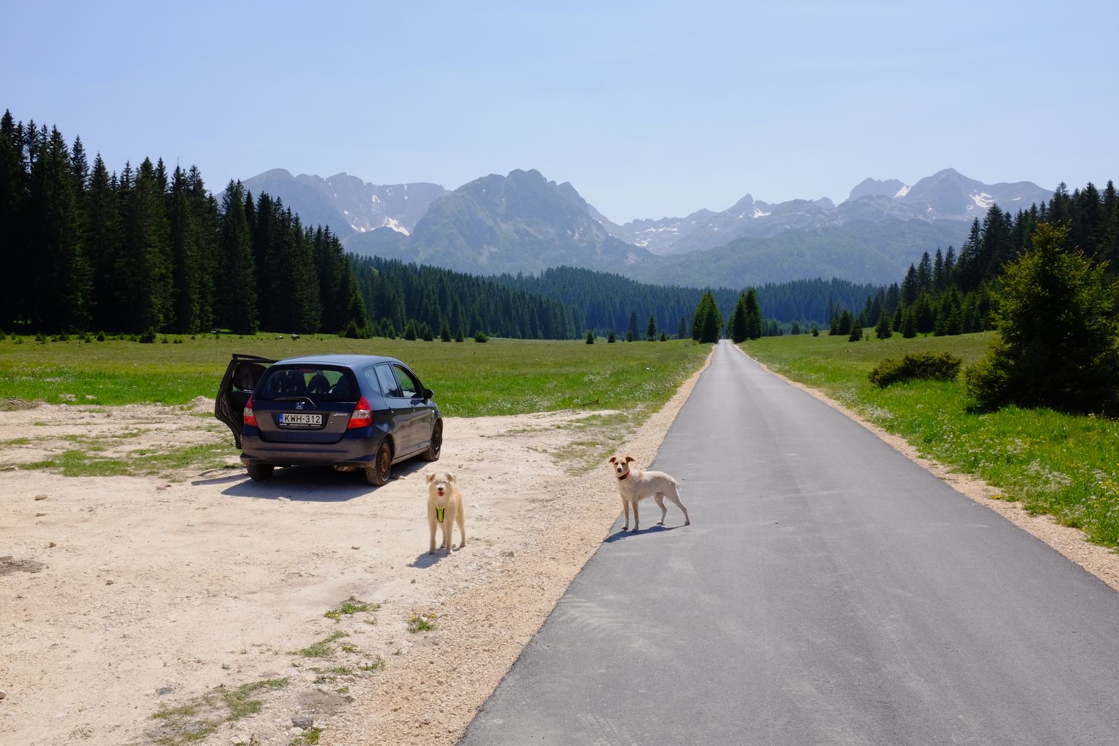The man with the two dogs