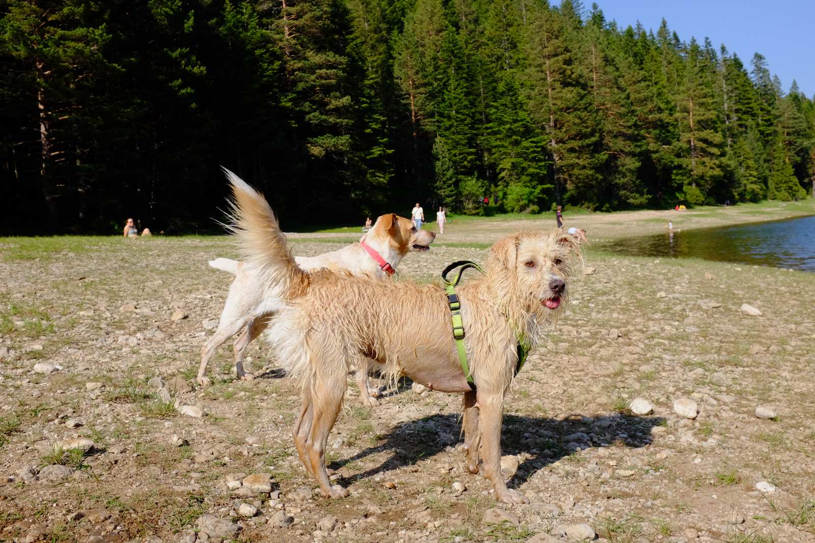 The man with the two dogs