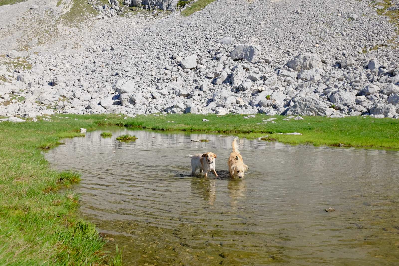 The man with the two dogs