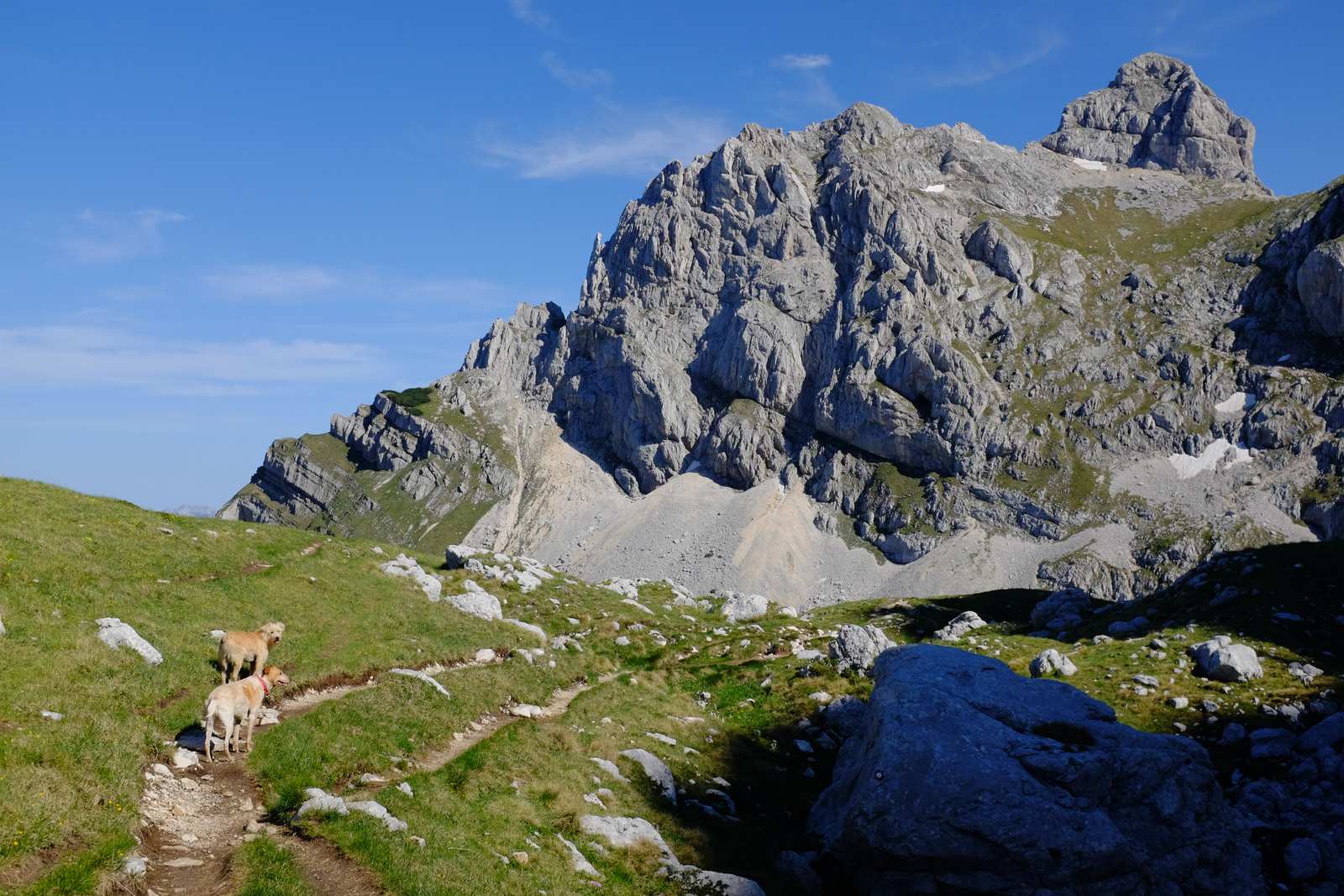 The man with the two dogs