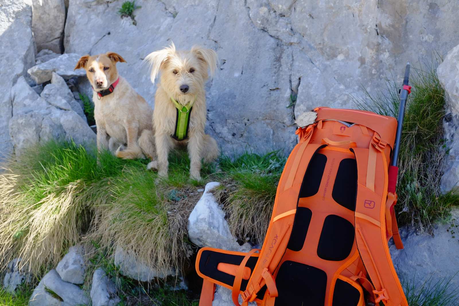 The man with the two dogs