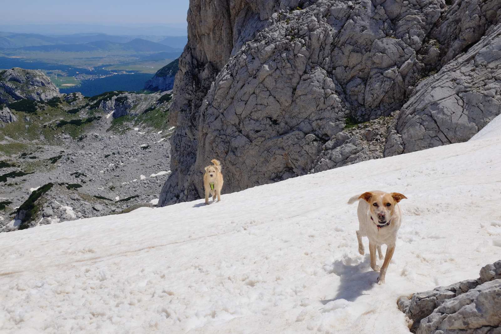 The man with the two dogs
