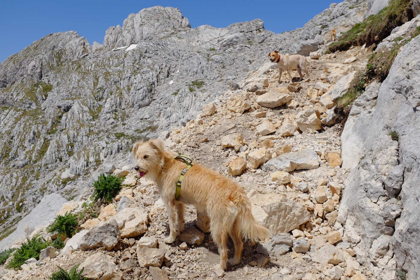 The man with the two dogs