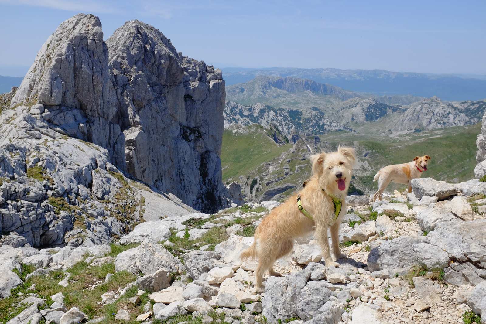 The man with the two dogs