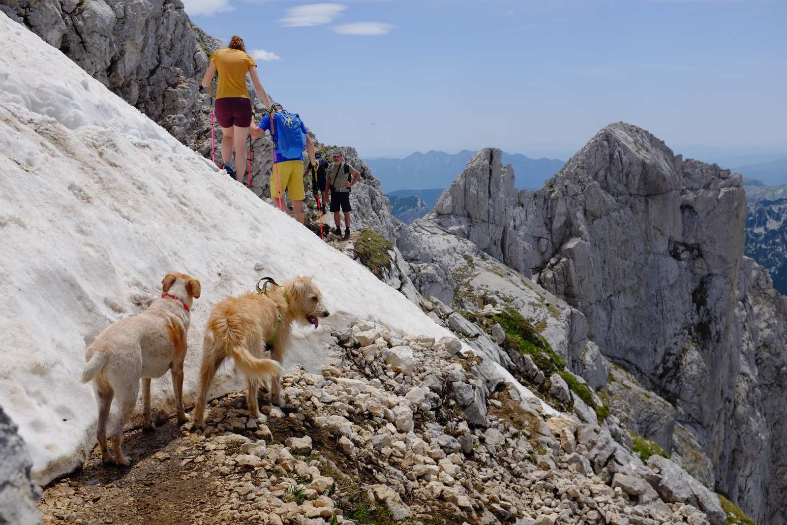 The man with the two dogs