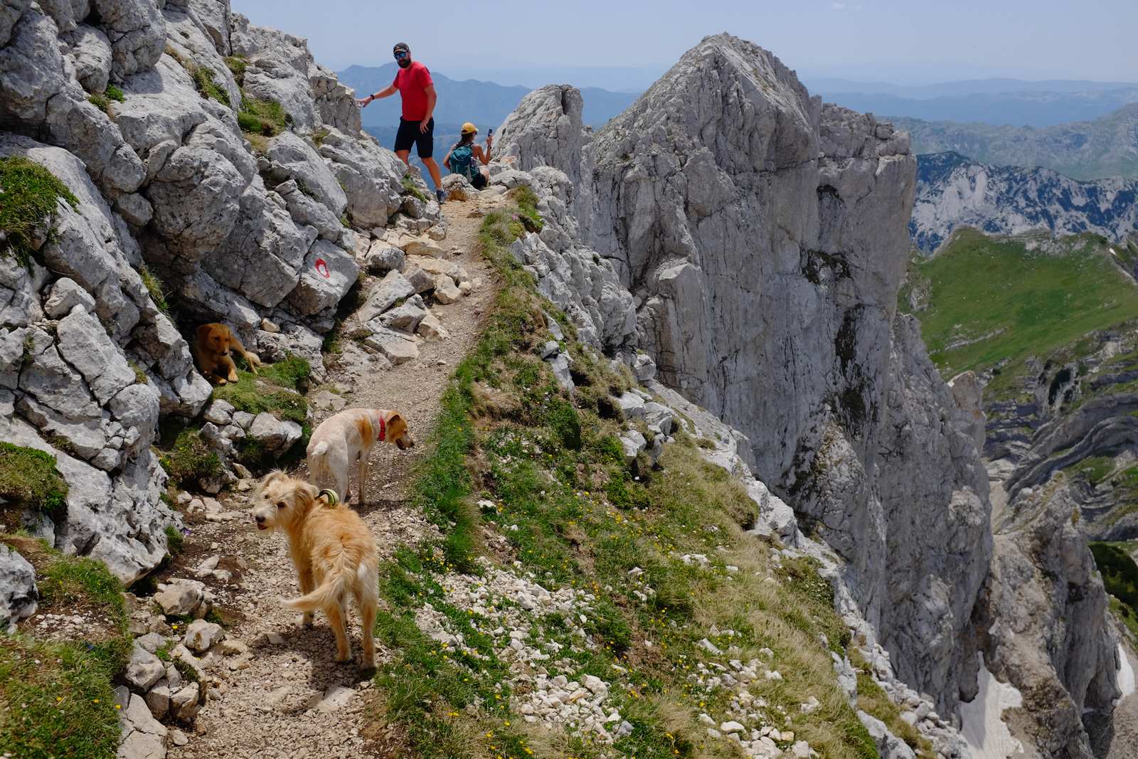The man with the two dogs