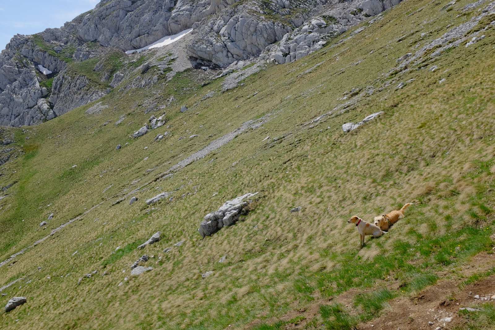 The man with the two dogs