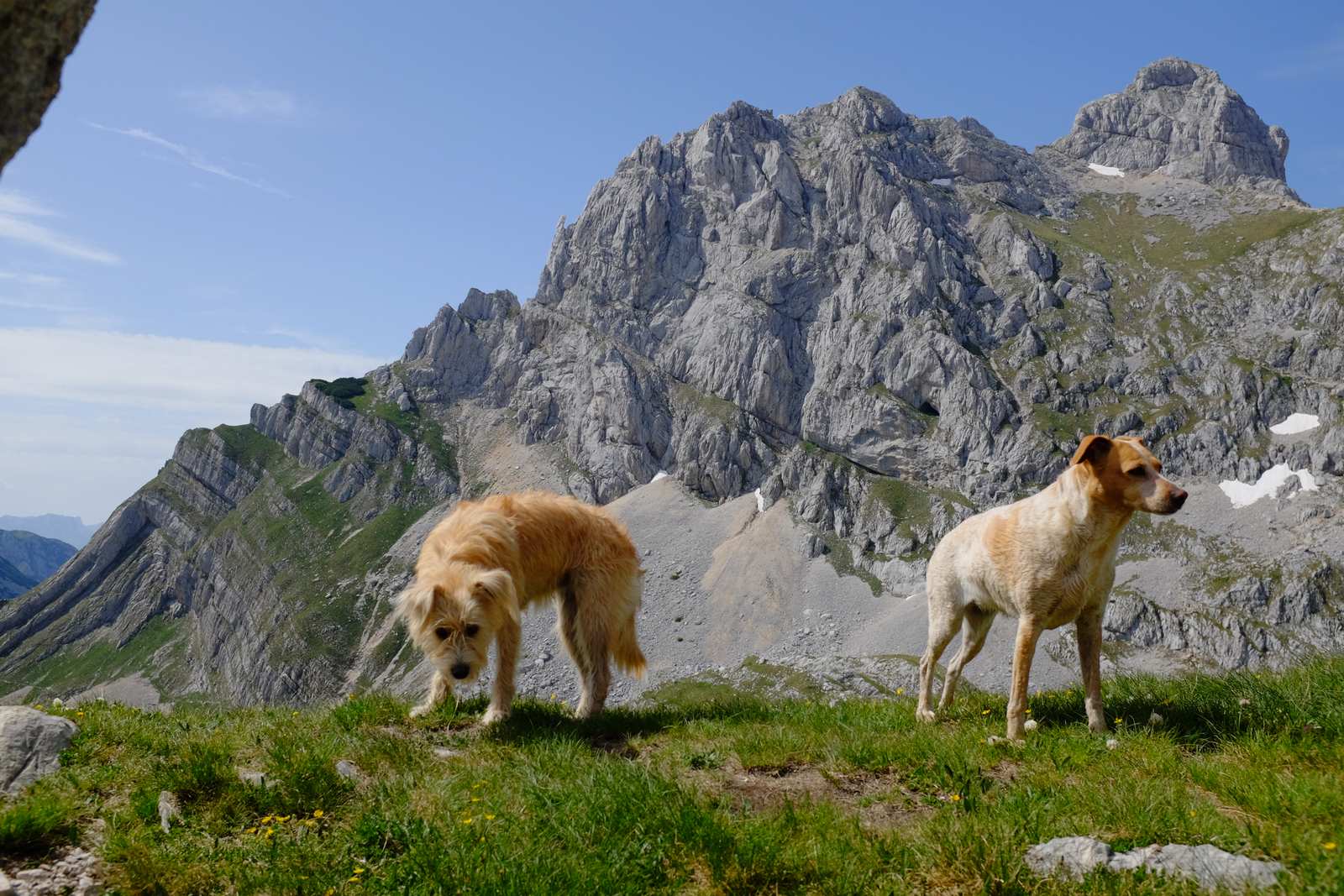 The man with the two dogs