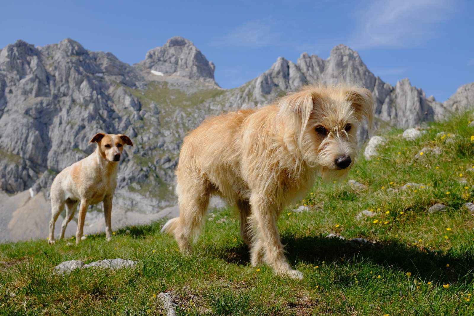 The man with the two dogs