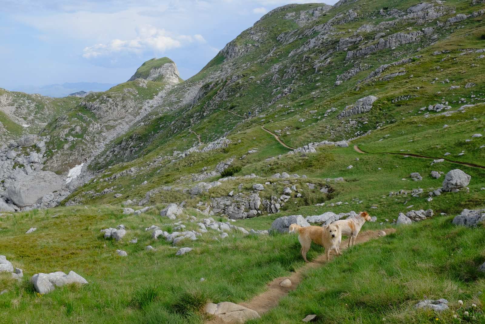 The man with the two dogs
