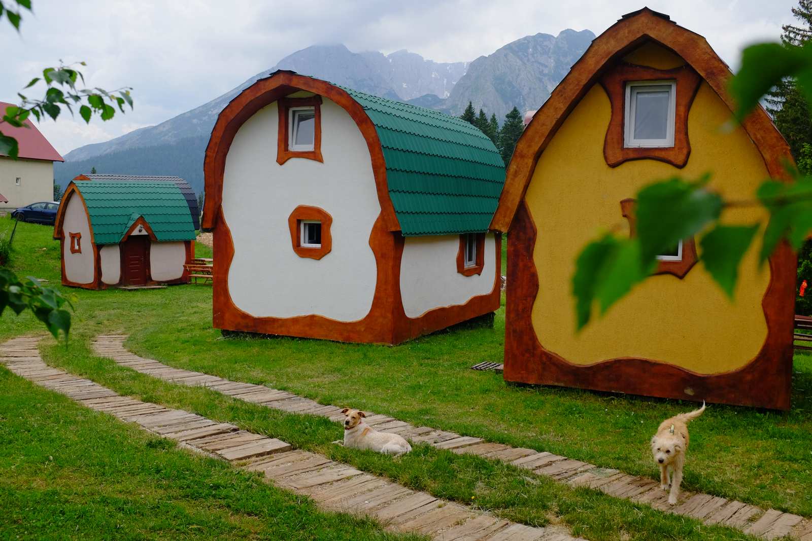 The man with the two dogs