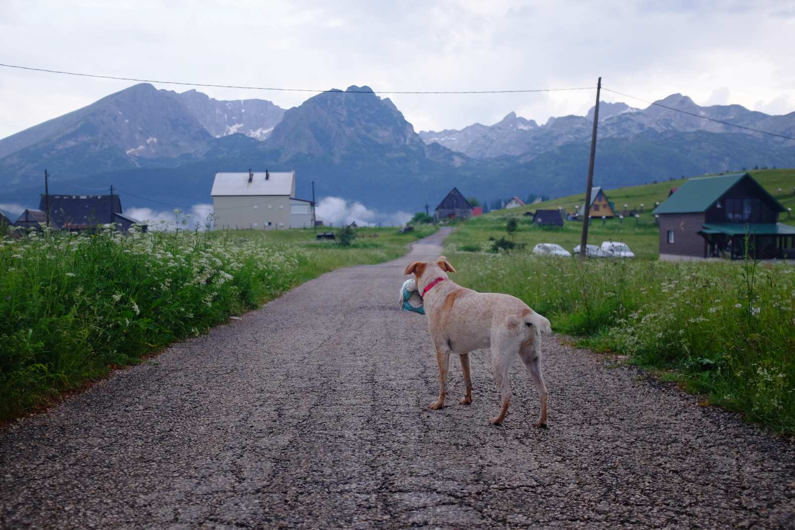 The man with the two dogs