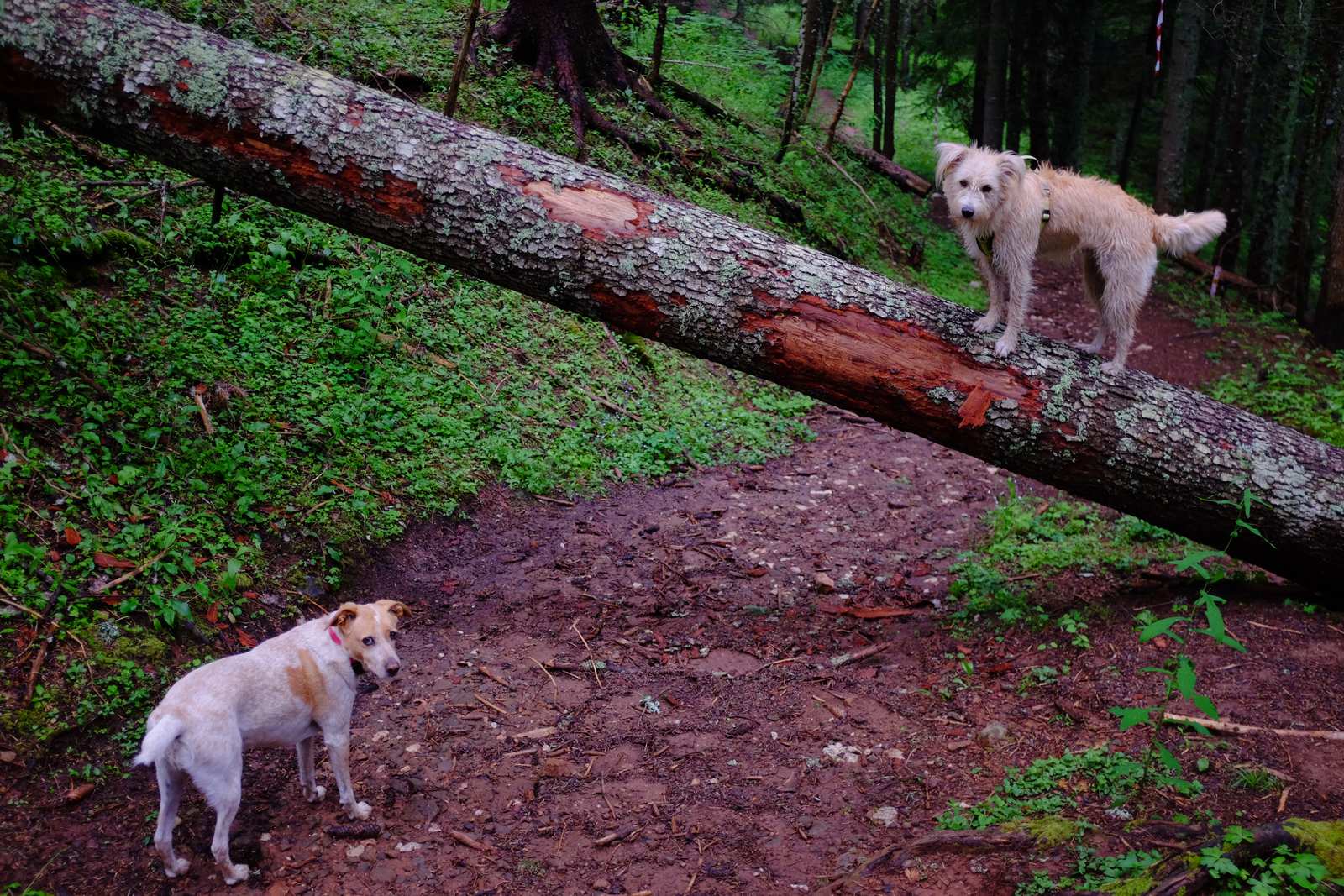 The man with the two dogs